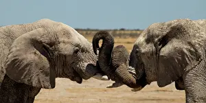Measuring: Male elephants like to play measuring their strength
