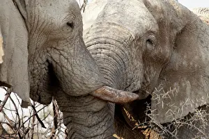 Measuring: Male elephants like to play measuring their strength