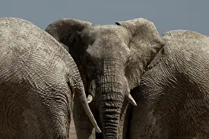 310122: Male elephants at a waterhole in Ethosha Namibia