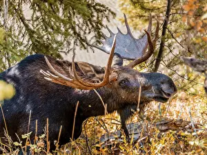 Alces: Male Elk (Alces alces) stands in dense bushes in