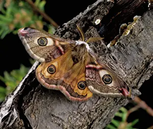 Defensive: Male emperor moth
