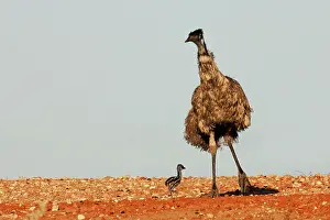 Emu