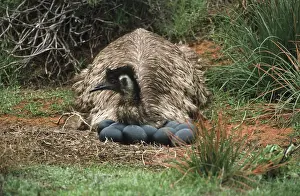 Dromaius: Male Emu at Nest
