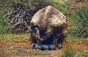 Dromaius: Male Emu at Nest