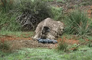 Dromaius: Male Emu at Nest