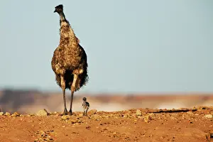 Dromaius: Emu