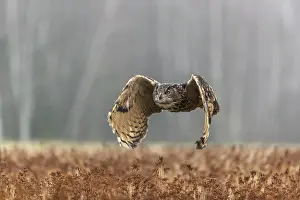 Owls: One male Eurasian Eagle Owl, Bubo bubo
