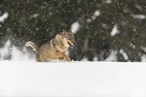 Race: One male eurasian gray wolf (Canis lupus lupus) running thru deep snow during snow fall