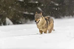 Wolf: One male eurasian gray wolf (Canis lupus lupus) walking thru deep snow during snow fall
