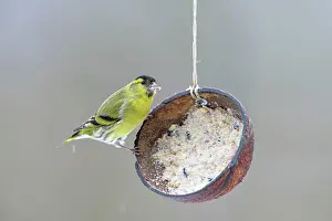 Half: Male Eurasian siskin (Spinus spinus) at feeding