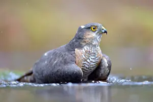 Nisus: Male Eurasian Sparrowhawk (Accipiter nisus) bat