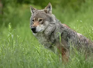 Steppes: Male Eurasian wolf, Canis lupus lupus, in its large