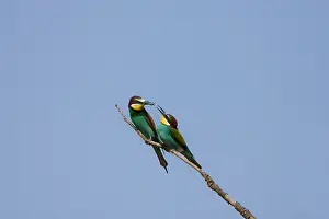 Rhodes: Male European beeater offering female a bee