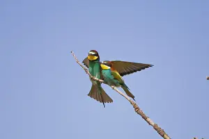 Rhodes: Male European beeater offering female a bee