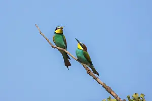 Rhodes: Male European beeater offering female a bee