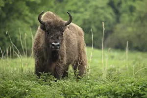 Territorial: A male European Bison (Bison bonasus) standing