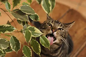 Ficus: Male European brown tabby cat eating Ficus leaves France