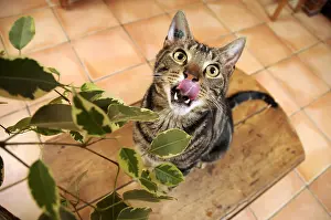 Ficus: Male European brown tabby cat eating Ficus leaves France