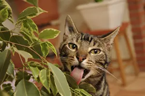 Ficus: Male European brown tabby cat eating a green plant