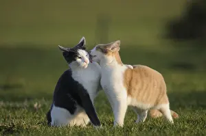 Licked: Male European cats licking each other in a garden France