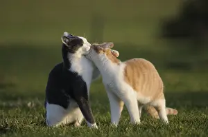 Licked: Male European cats licking each other in a garden France