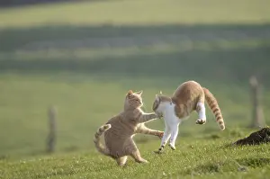 Jumped: Male European cats playing in a garden France