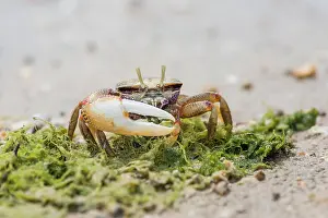 Fiddler: Male European fiddler crab, Marismas de Sancti Petri