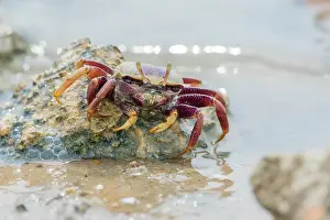 Fiddler: Male European fiddler crab, Marismas de Sancti Petri
