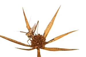 Isolated: Male of european ground mantis (Ameles decolor) on the white background, Croatia