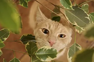 Ficus: Male European red tabby cat amidst Ficus leaves France