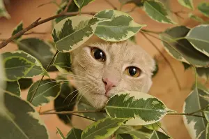 Ficus: Male European red tabby cat amidst Ficus leaves France