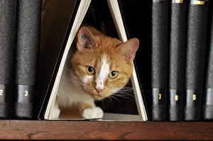Shelf: Male European red tabby cat on a bookshell France