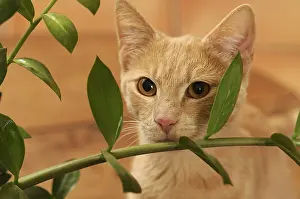 Ficus: Male European red tabby cat eating Ficus leaves France