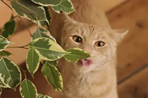 Ficus: Male European red tabby cat eating Ficus leaves France