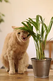 Ficus: Male European red tabby cat eating a green plant France