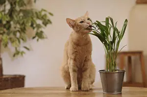 Ficus: Male European red tabby cat eating a green plant France