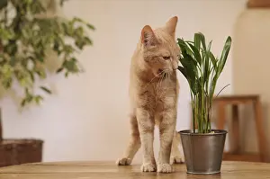 Ficus: Male European red tabby cat eating a green plant France