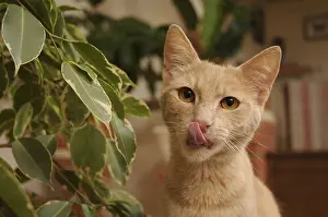 Ficus: Male European red tabby cat next to a Ficus France