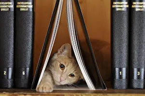 Shelf: Male European red tabby cat playing on a bookshell
