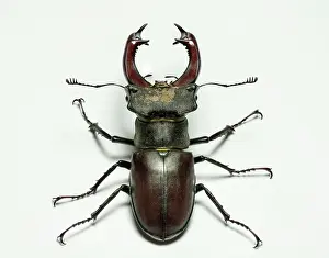 Mouthparts: Male European stag beetle (Lucanus cervus) isolated