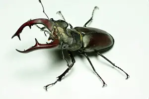 Mouthparts: Male European stag beetle (Lucanus cervus) isolated