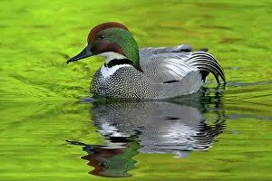 Falcata: Male Falcated Duck