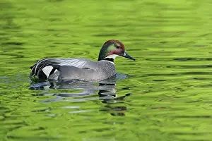 Falcata: Male Falcated Duck