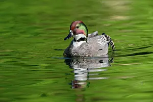 Falcata: Male Falcated Duck