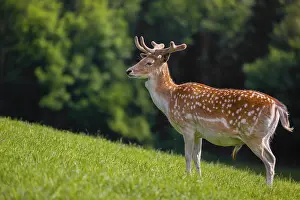 Fallows: A male fallow deer (Dama dama) stands on a meadow