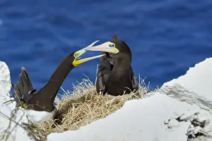 Cayman: A male and female Brown Booby (Sula leugogaster