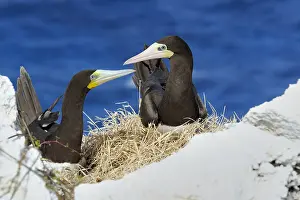 Gent: A male and female Brown Booby (Sula leugogaster