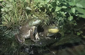 Bullfrogs: Male and Female Bullfrogs