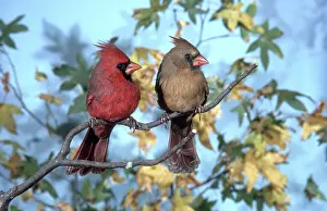Mates: Male and Female Cardinals