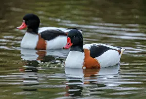 Shelduck: Male and female Common shelduck, Tadorna tadorna